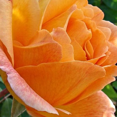 Rosa Puerta del Sol - trandafir cu parfum discret - Trandafir copac cu trunchi înalt - cu flori teahibrid - galben - G. Delbard - coroană curgătoare - ,-